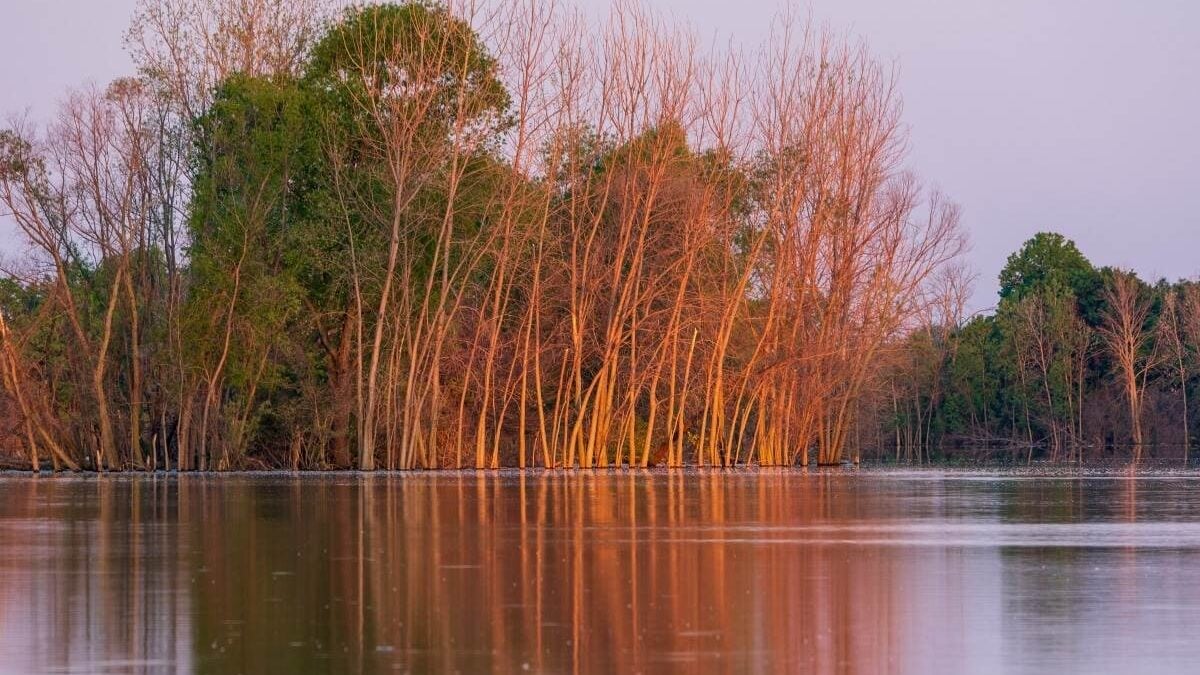 trees on the edge of the lake at East Harbor State Park