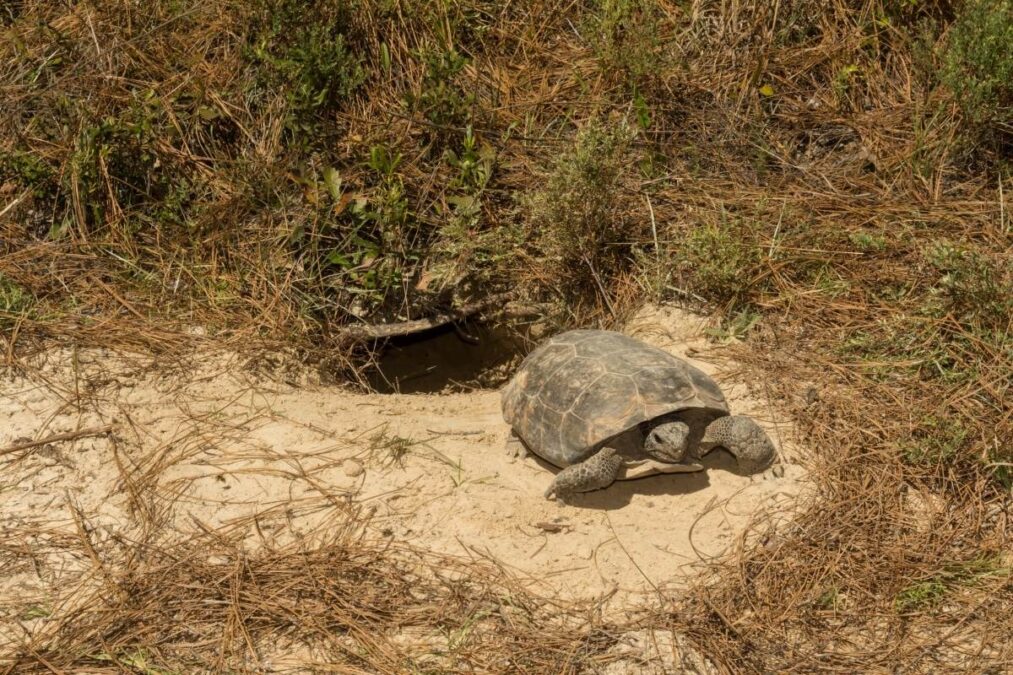 Gopher Tortoise emerging from its burrow at South Fork State Park