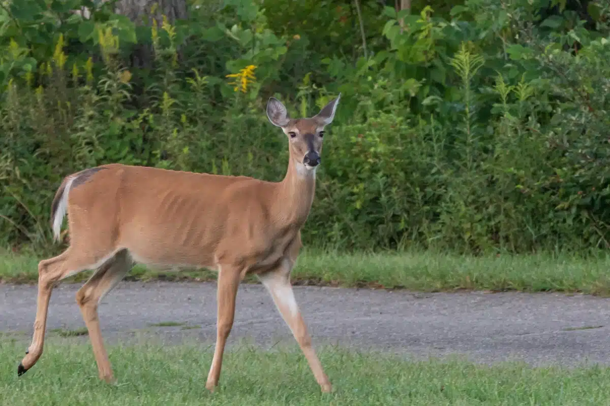 deer wandering around at Hueston Woods State Park