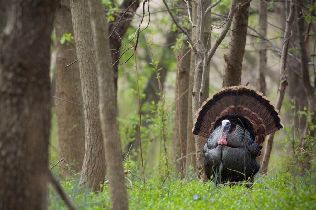 Wild turkey walking through the woods at Jefferson Lake State Park