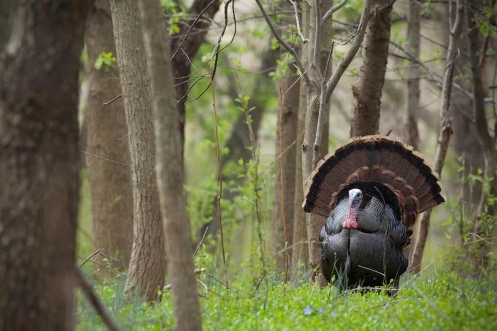 Jefferson Lake State Park 34 Wild turkey walking through the woods at Jefferson Lake State Park