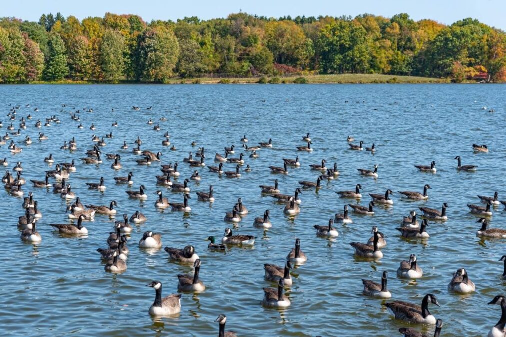 Flock of geese on the water at Lake White State Park