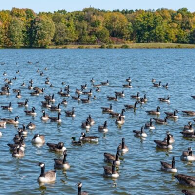 Lake White State Park