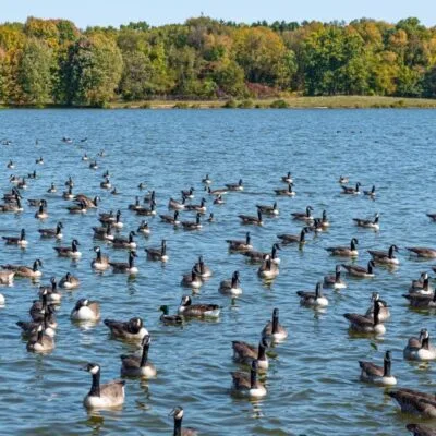 Lake White State Park
