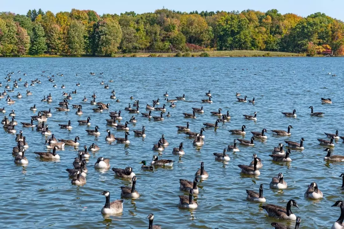 Flock of geese on the water at Lake White State Park