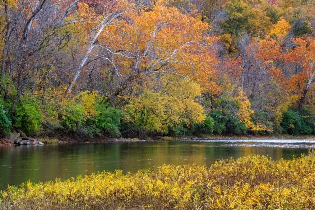 Little Miami State Park 45 trees on the edge of the river at Little Miami State Park in autumn.