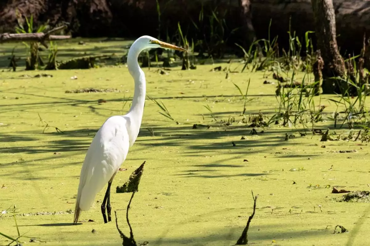 White Heron Egret in algae covered water at Maumee Bay State Park
