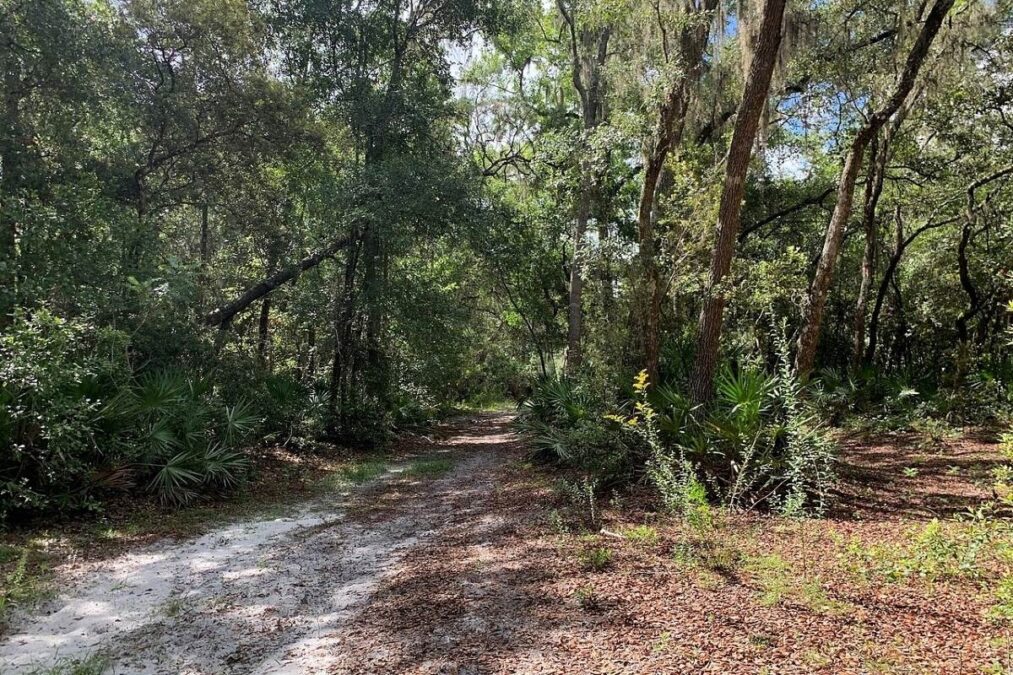 trail through the woods at Price’s Scrub State Park