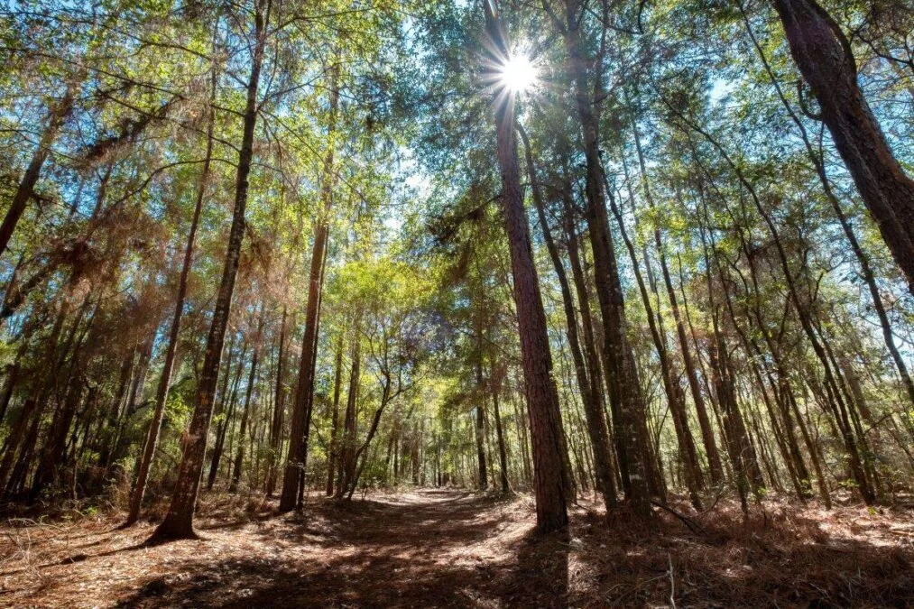 Sun shining through the trees at San Felasco Hammock Preserve State Park