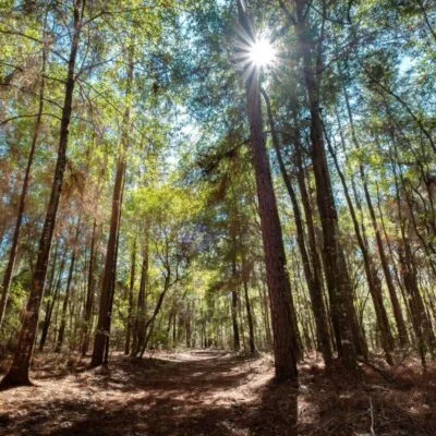 San Felasco Hammock Preserve State Park
