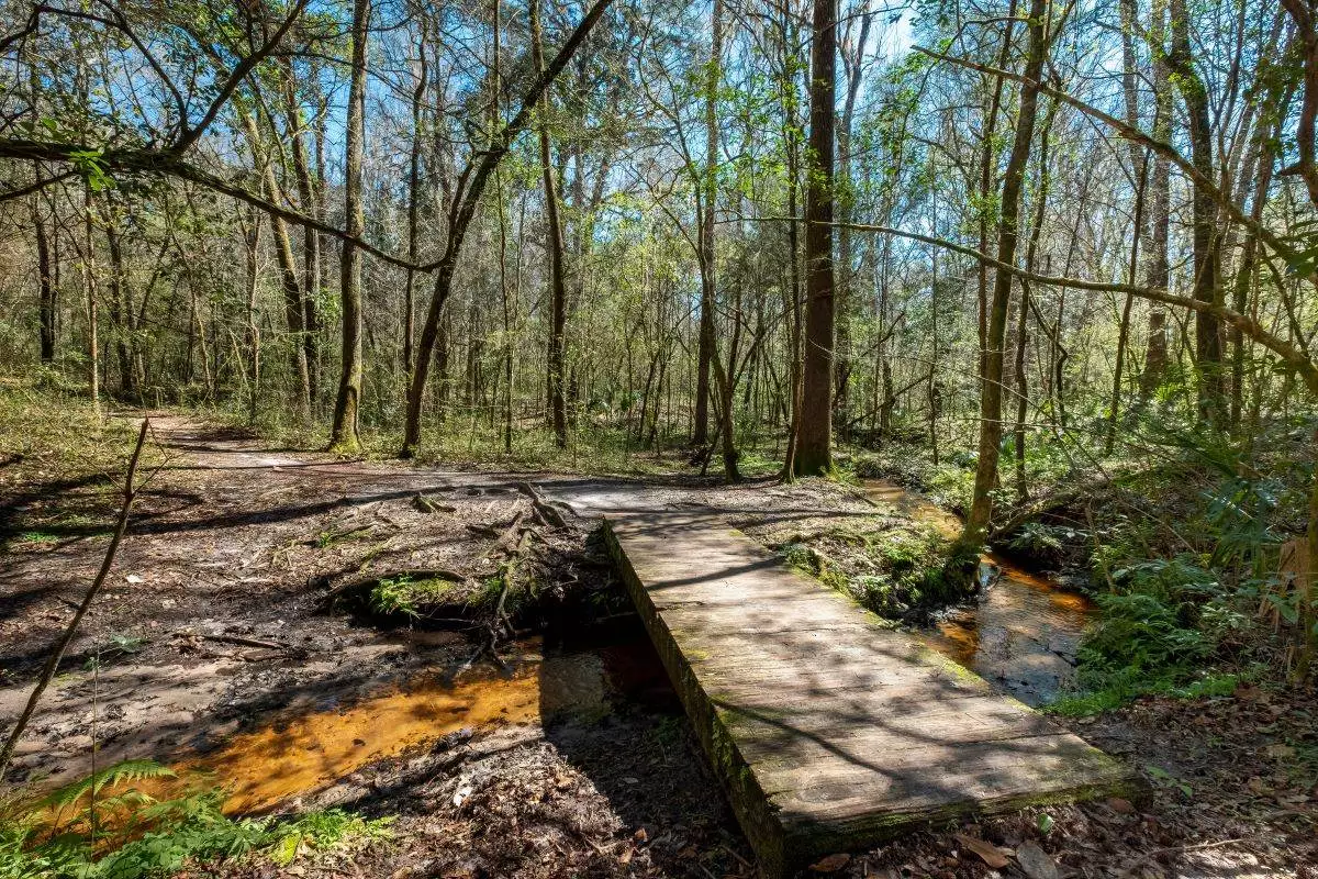 wood bridge through in the woods at San Felasco Hammock Preserve State Park