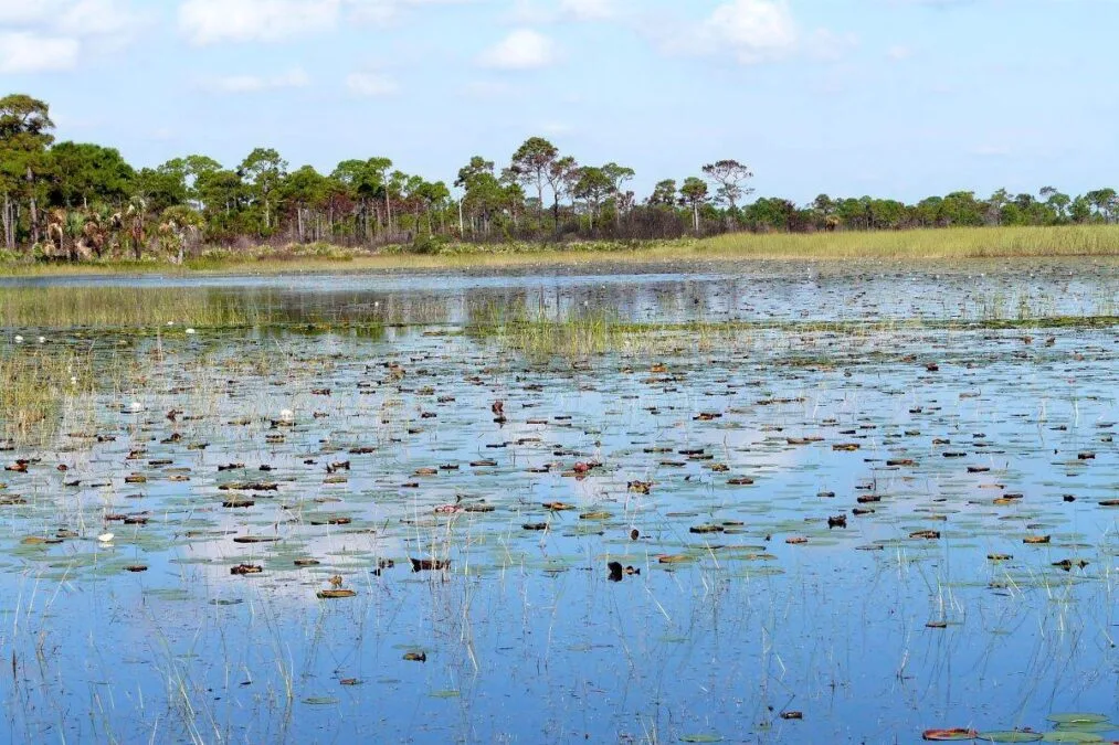 swamps at Savannas Preserve State Park