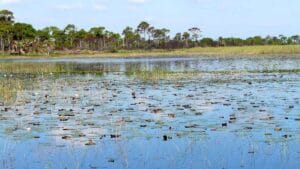 Jack Island Preserve State Park
