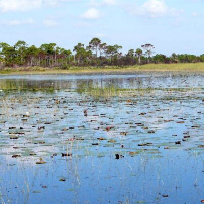 Jack Island Preserve State Park