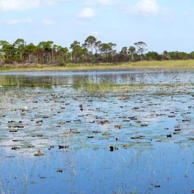 Savannas Preserve State Park
