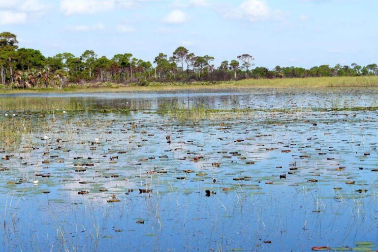 Savannas Preserve State Park