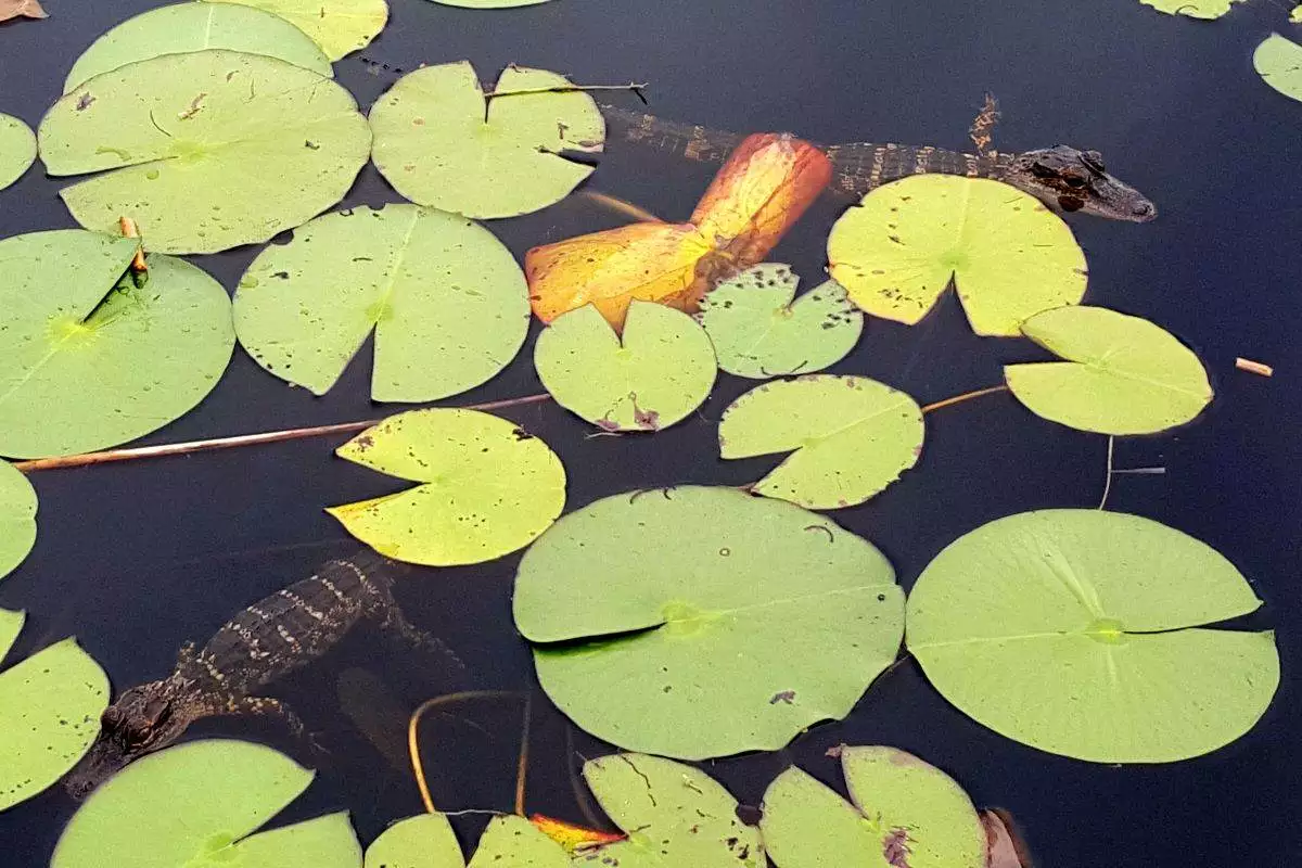 Young alligators swimming under lily pads at Savannas Preserve State Park