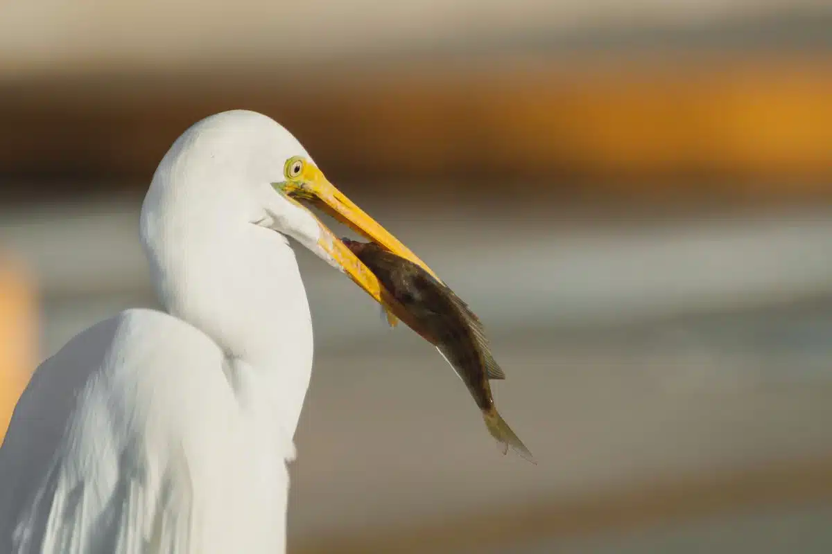 Great Egret with a fish in its mouth at Skyway Fishing Pier State Park