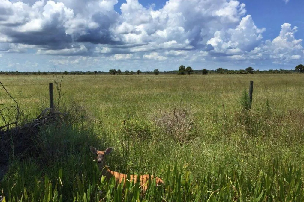 Deer in a field at St. Sebastian River Preserve State Park