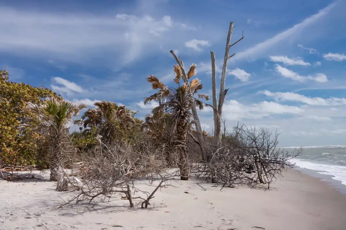 palm trees and driftwood on the beach at Stump Pass Beach State Park