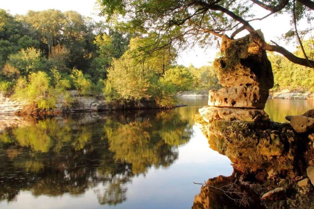 Trees reflecting in the water at Suwannee River State Park