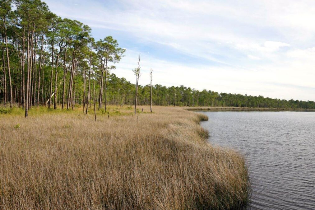 tall grass blowing in the wind at Tarkiln Bayou Preserve State Park