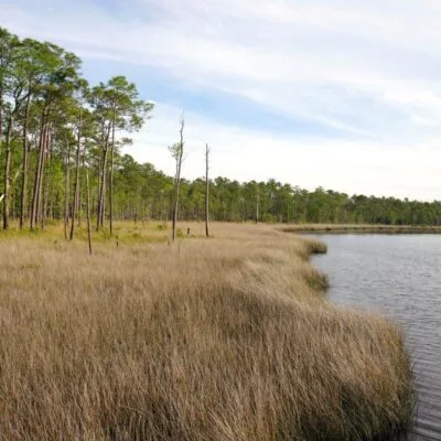 Bruton Cramer Branch Preserve