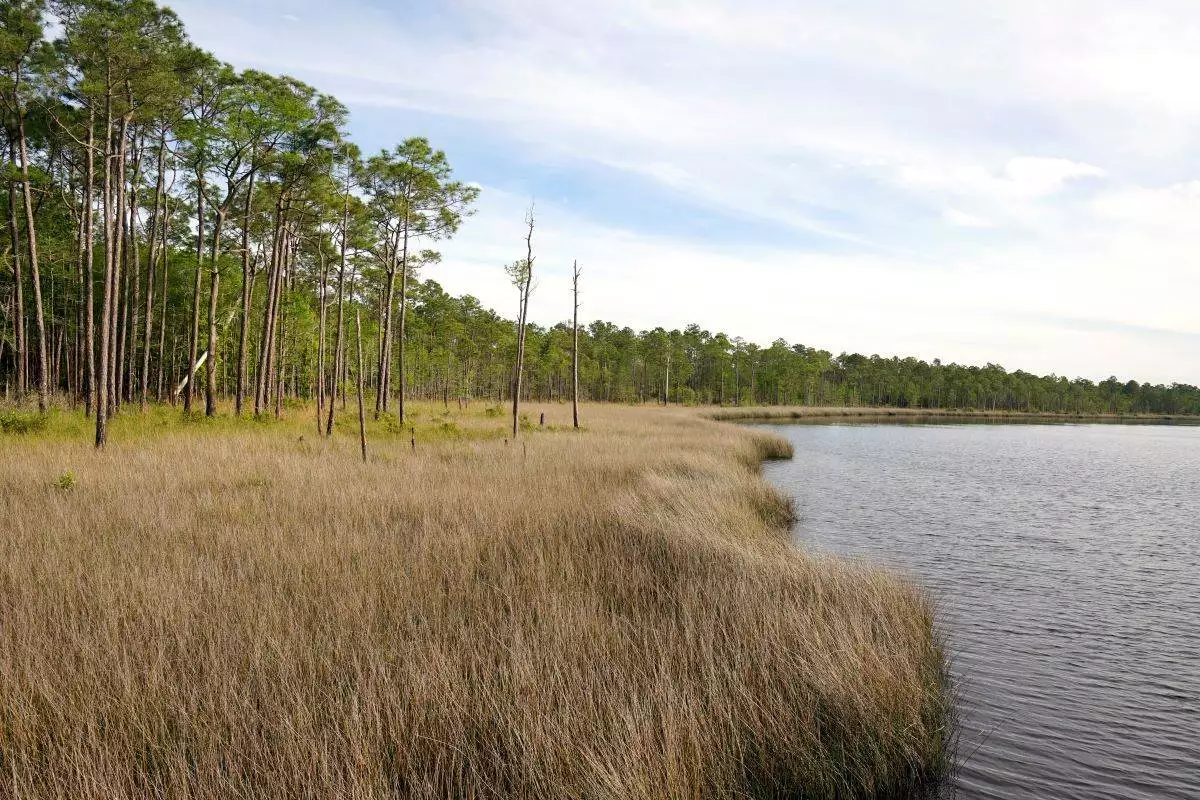 tall grass blowing in the wind at Tarkiln Bayou Preserve State Park