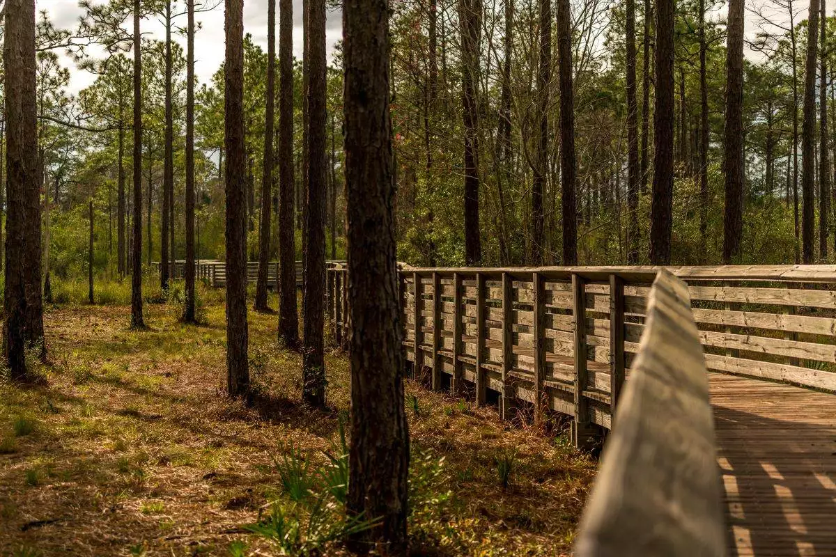 boardwalk through the woods at Tarkiln Bayou Preserve State Park