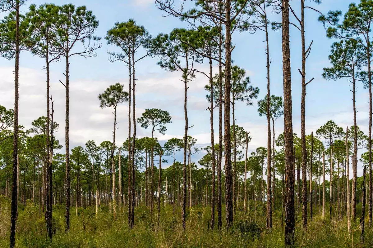 Tall pine trees at Tarkiln Bayou Preserve State Park