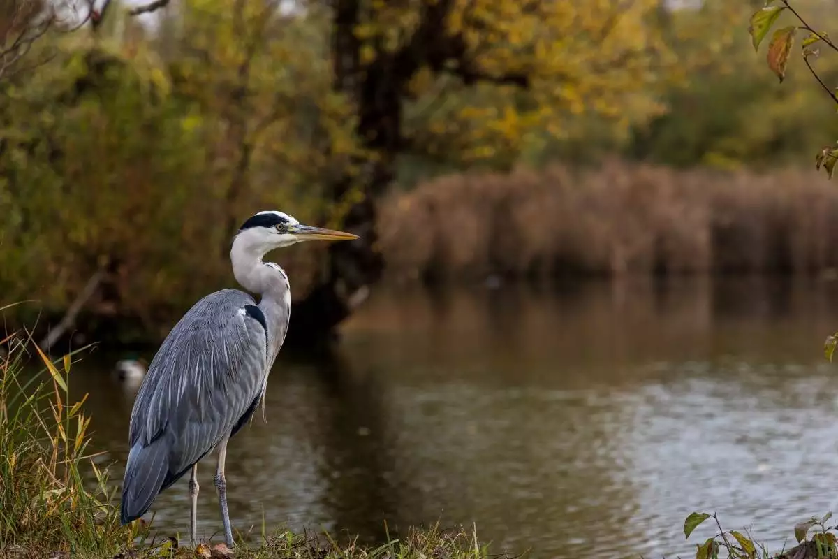 Great Blue Heron on the edge of the water at Terra Ceia Preserve State Park
