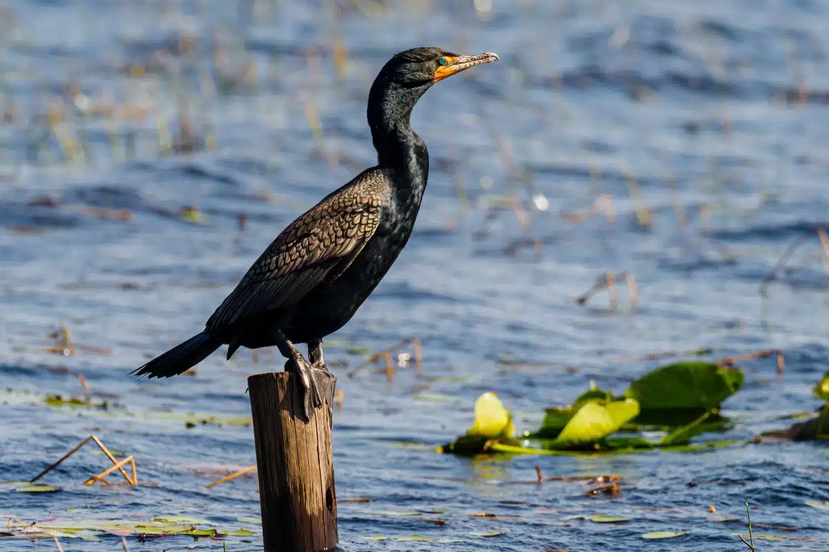 Topsail Hill Preserve State Park 5 Double Crested Cormorant standing on a pole at Topsail Hill Preserve State Park