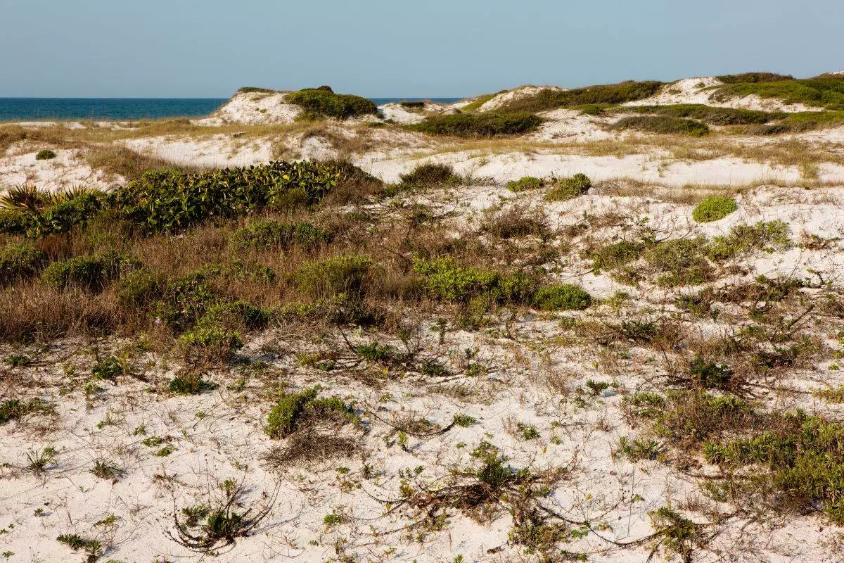 sand dunes at Topsail Hill Preserve State Park
