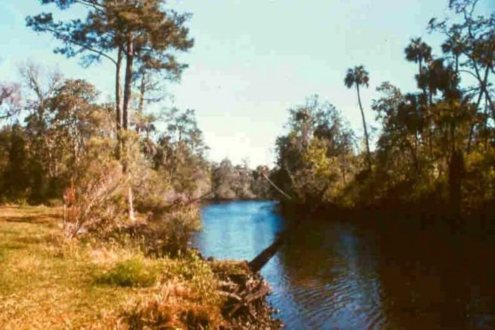 River on a cloudy day at Waccasassa Bay Preserve State Park