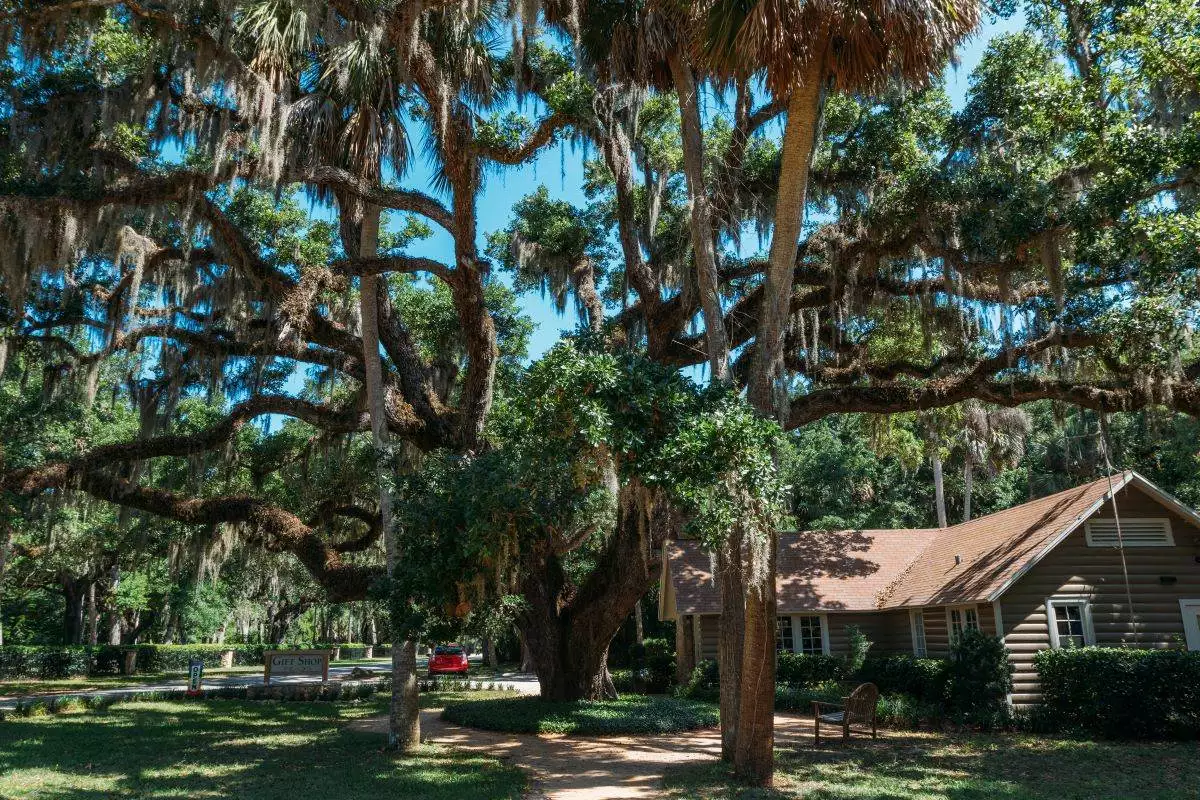 gift shop building under an oak tree at Washington Oaks Gardens State Park