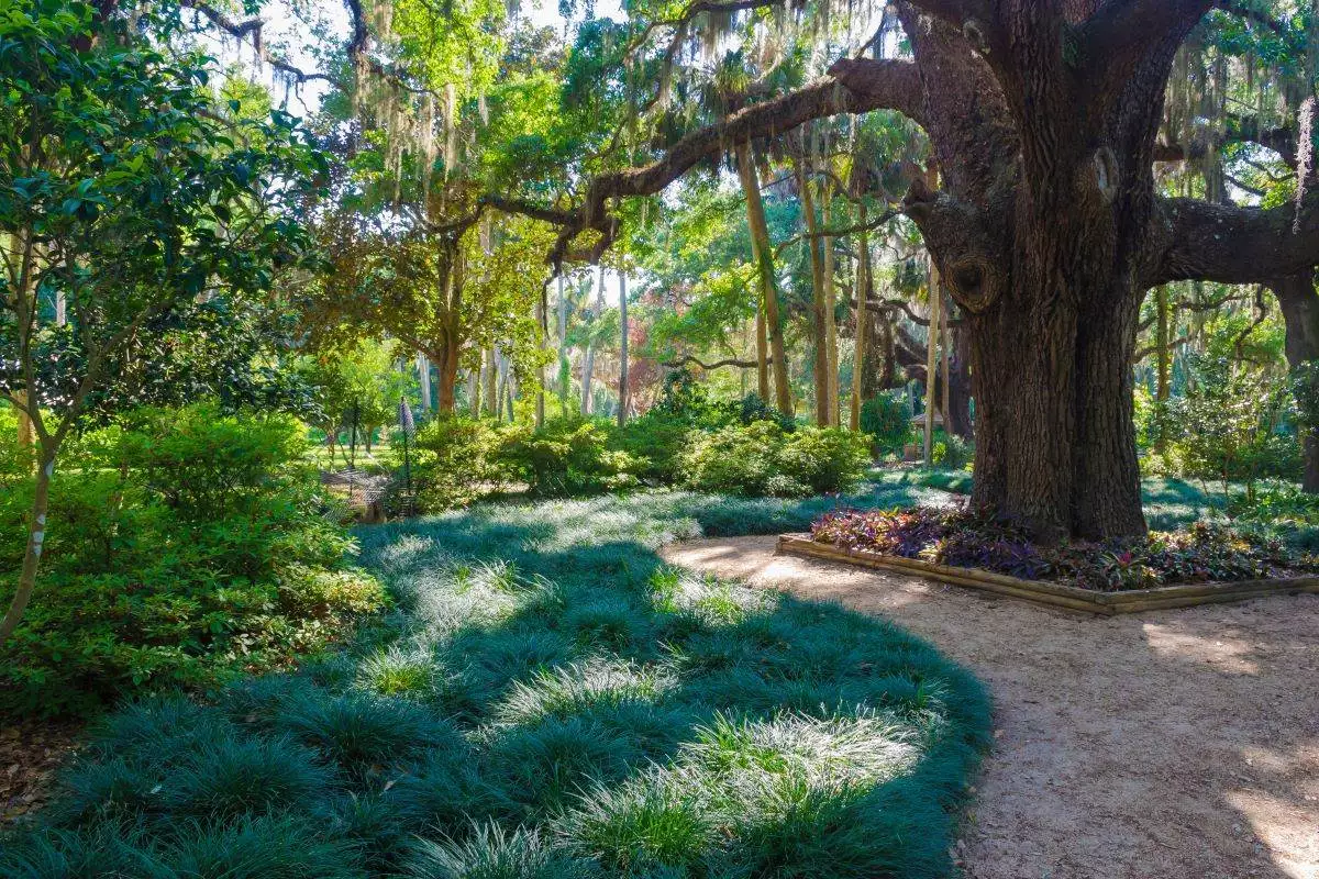 Large oak tree at Washington Oaks Gardens State Park