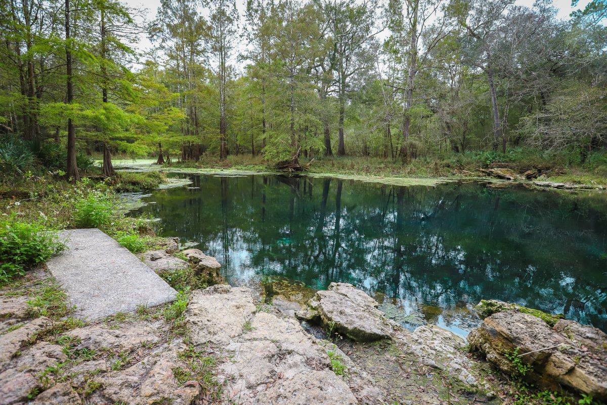 trees reflecting in the water at Wes Skiles Peacock Springs State Park