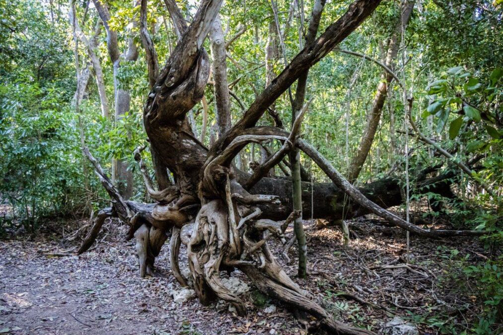 old tree at Windley Key Fossil Reef Geological State Park