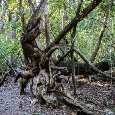 Windley Key Fossil Reef Geological State Park