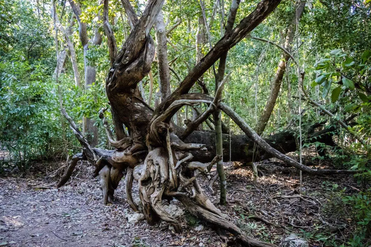 old tree at Windley Key Fossil Reef Geological State Park