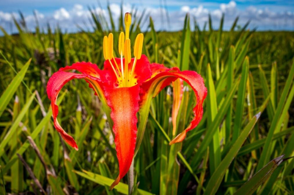 red pine lily in a field at Wingate Creek State Park