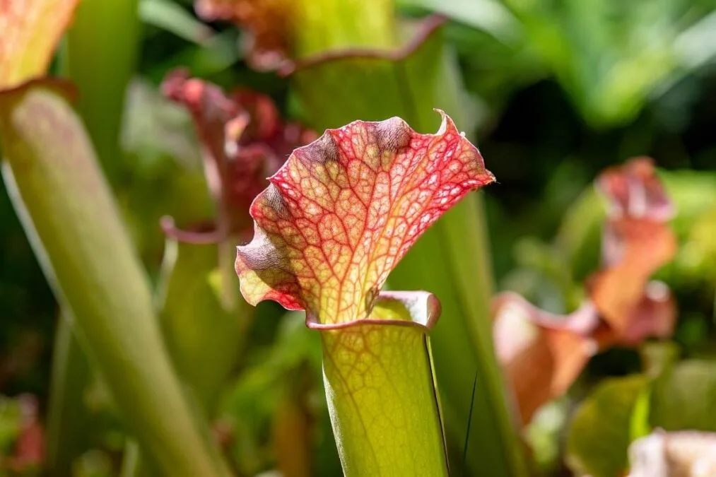 close-up shot of a pitcher plant at Yellow River Marsh Preserve State Park