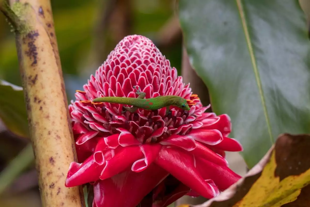 A gecko on a pink flower at Akaka Falls State Park