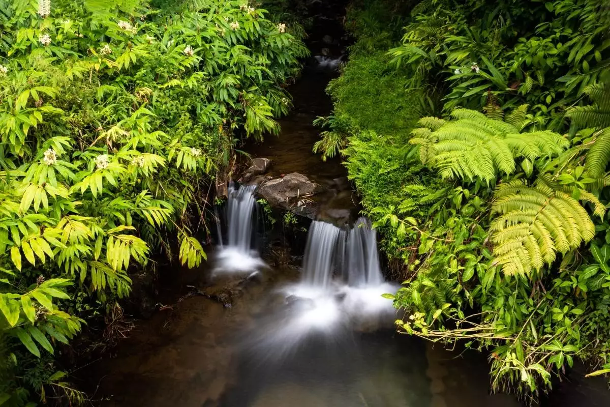 a smaller waterfall at Akaka Falls State Park