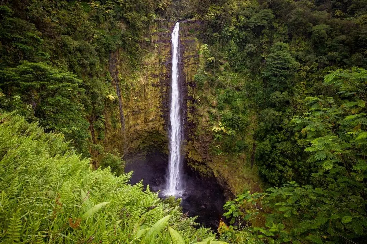 Large waterfall in the distance at Akaka Falls State Park