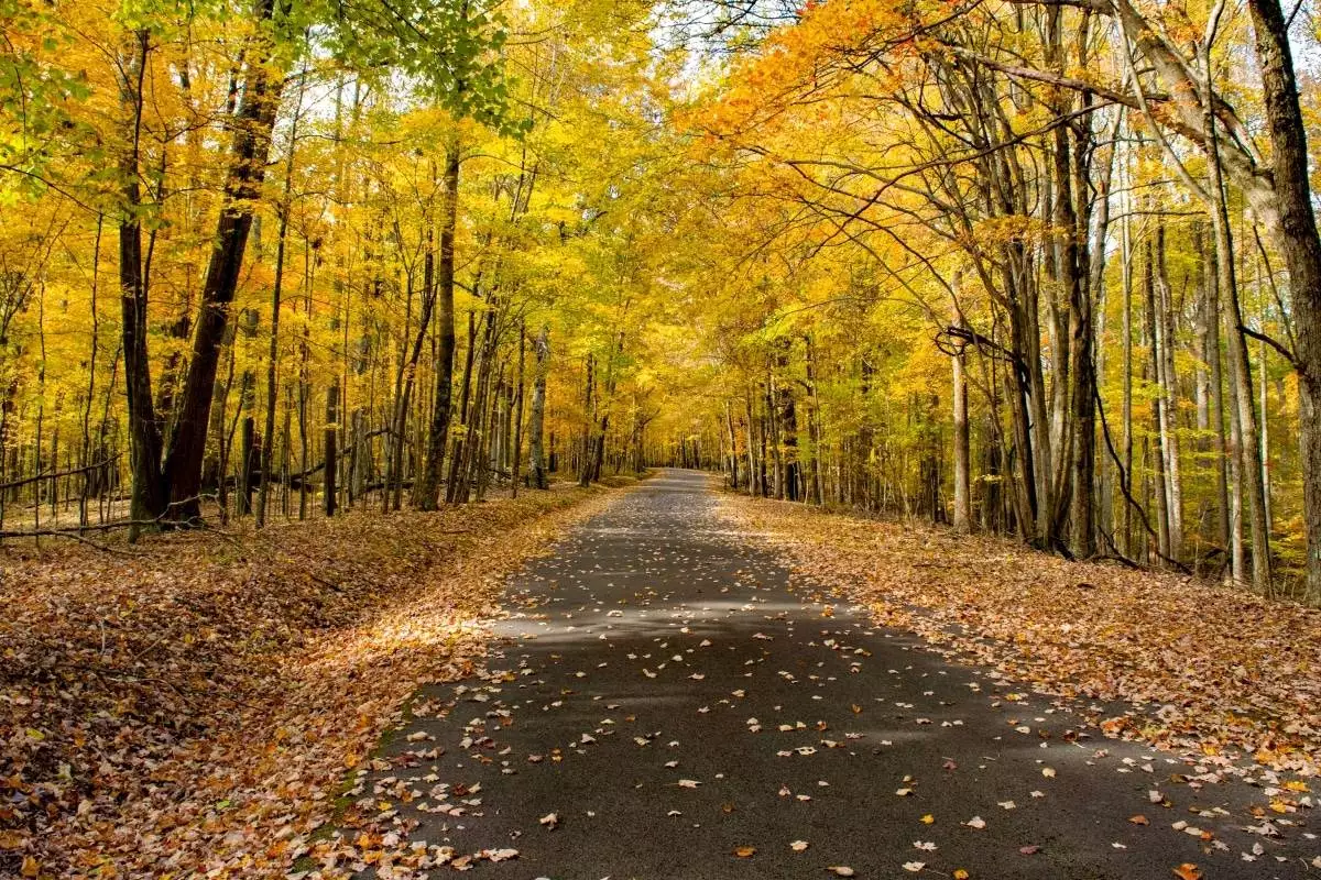 A hiking trail through the trees at Babcock State Park