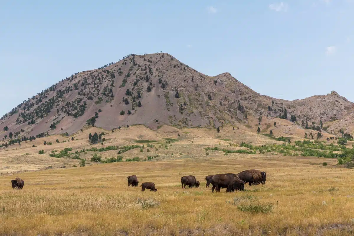 buffalo grazing at Bear Butte State Park