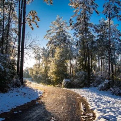 Bogue Chitto State Park