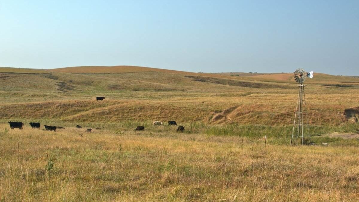 cattle grazing at Bowring Ranch State Historical Park in Nebraska