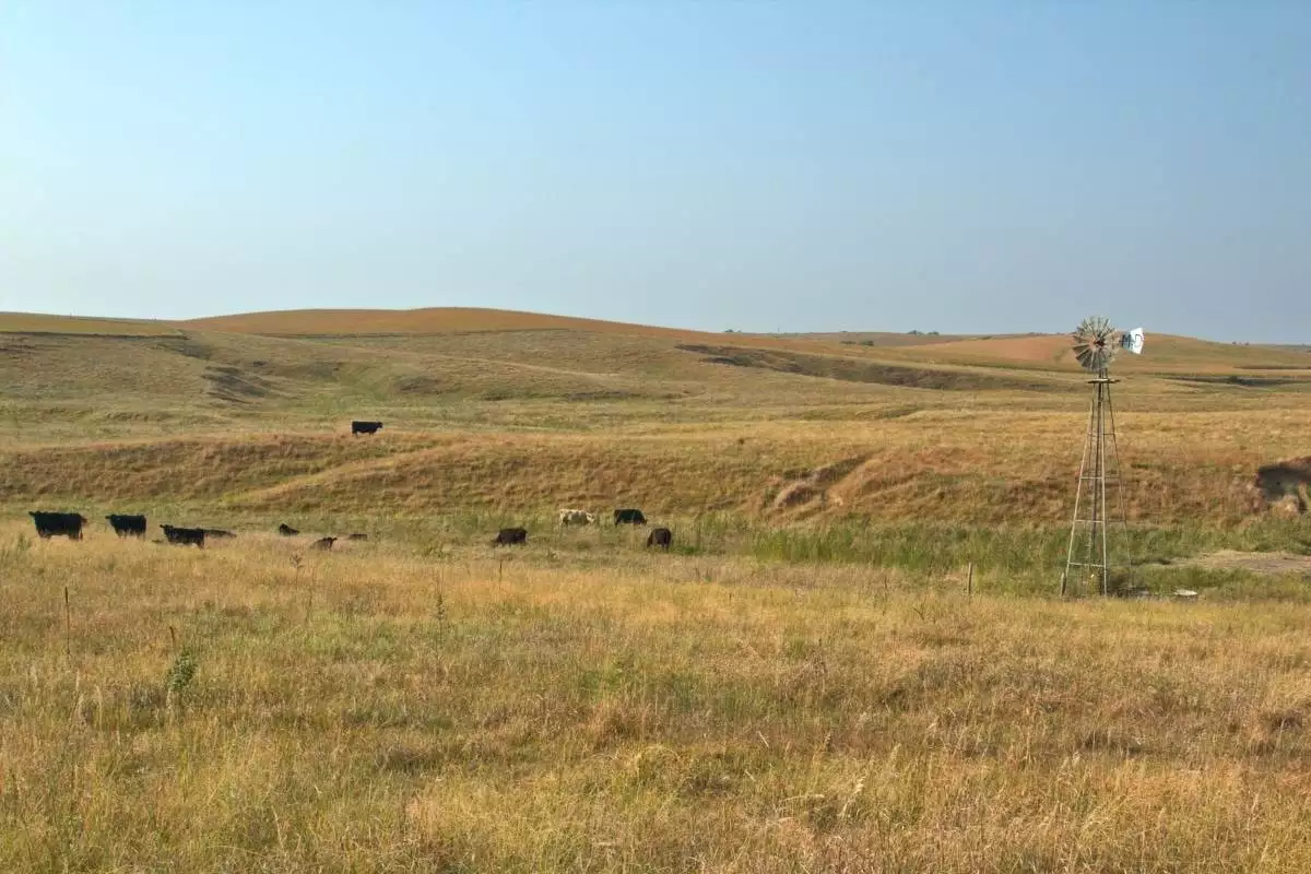 cattle grazing at Bowring Ranch State Historical Park in Nebraska